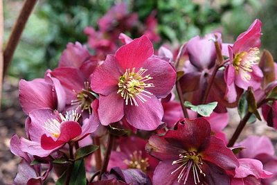 Ice N' Roses® Red Helleborus