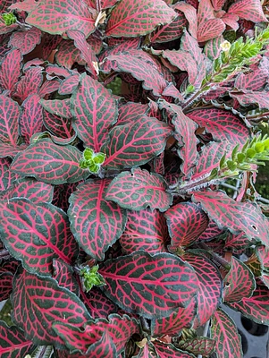 Fittonia Nerve Plant 'Red'