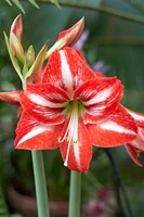 Pre-Potted 'Minerva' Amaryllis