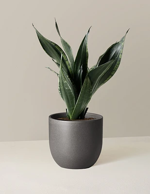 Snake Plant Silver Flame