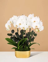 Double Orchid