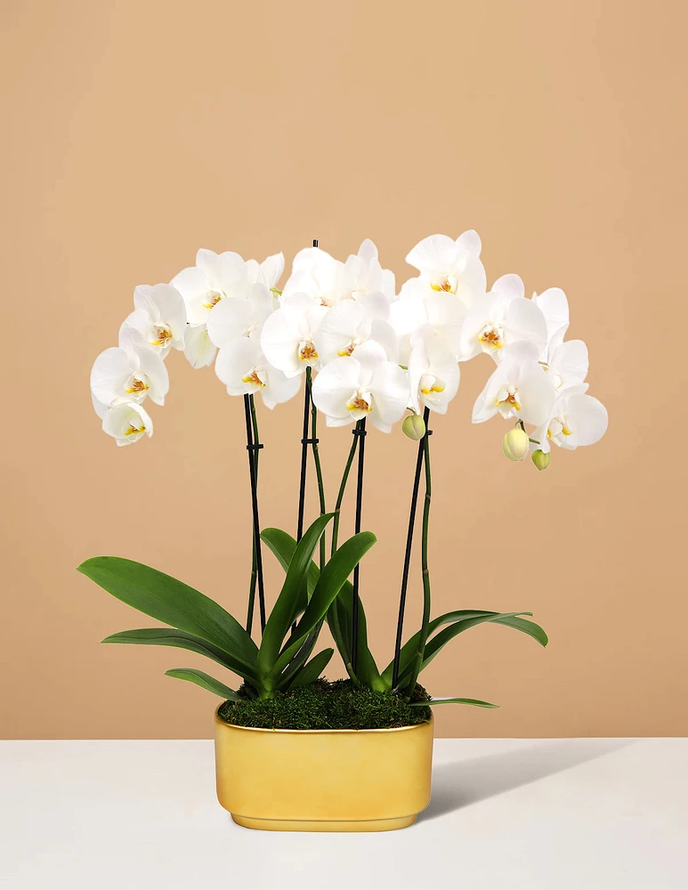 Double Orchid