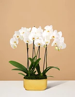 Double Orchid