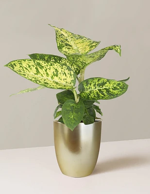 Dieffenbachia Sublime