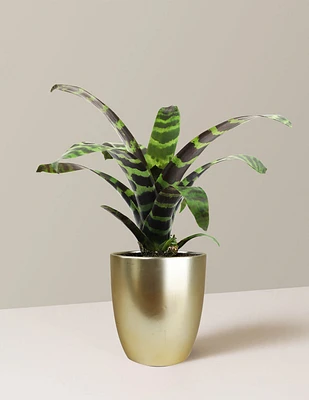 Bromeliad Splenriet