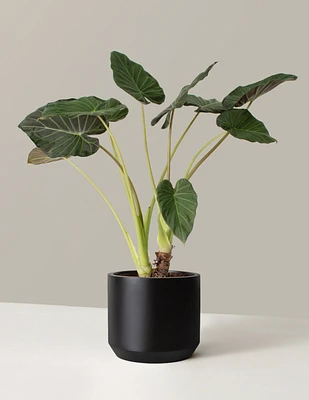 Large Alocasia Regal Shield