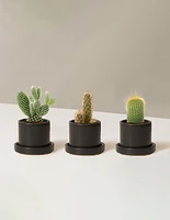 Cacti Assortment