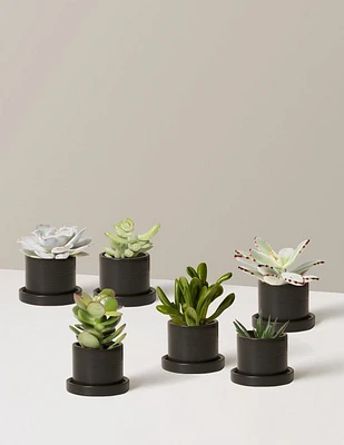 Succulent Assortment