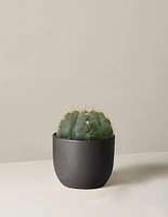 Ball Cactus