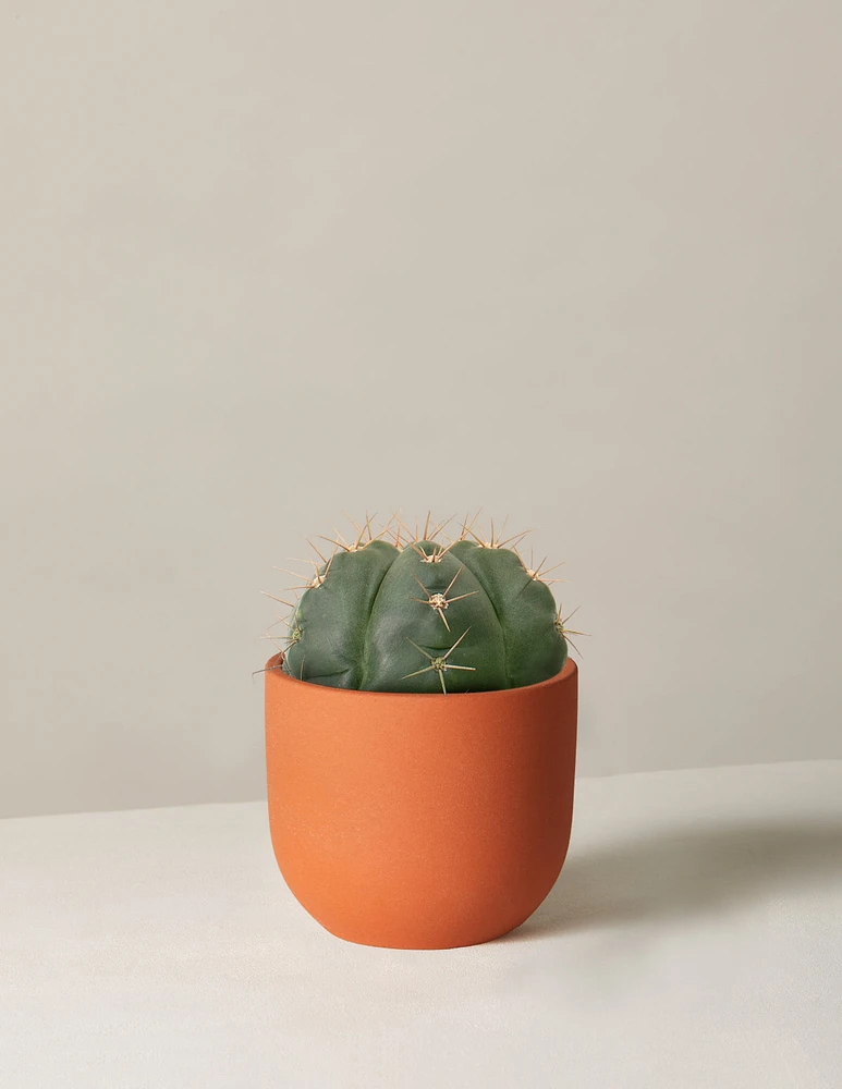 Ball Cactus