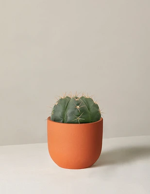 Ball Cactus