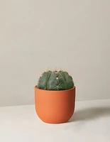 Ball Cactus