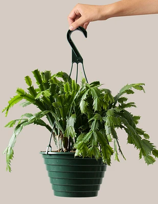 Seasonal Cactus Hanging Basket