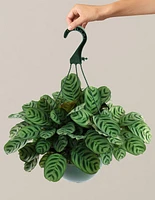 Calathea Burle Marx Hanging Basket