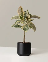 Large Ficus Tineke Tree