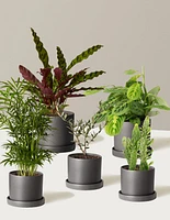 Pet-Friendly Plant Parent Set