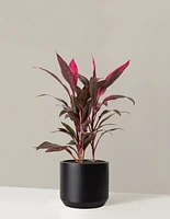 Large Cordyline Red Sister