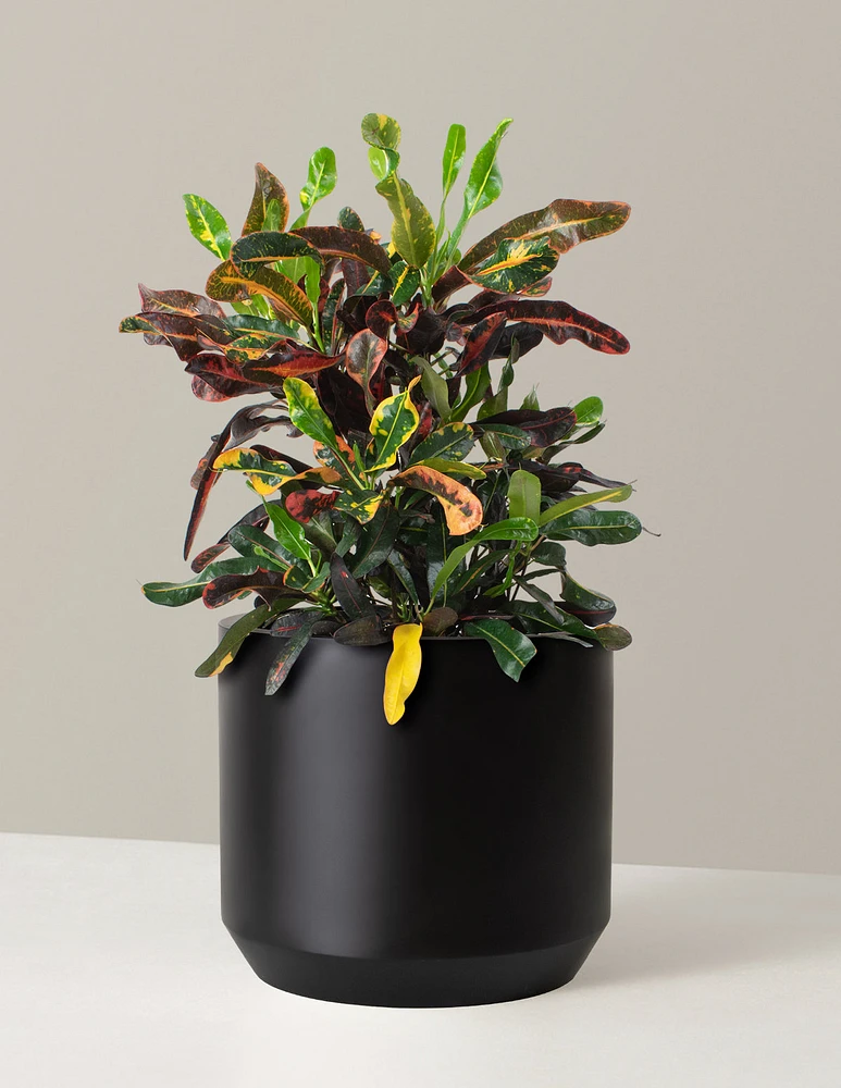 Large Corkscrew Croton