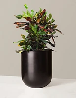 Large Corkscrew Croton