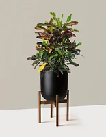 Large Corkscrew Croton