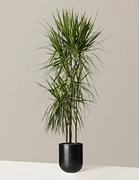 Dracaena Marginata Tree