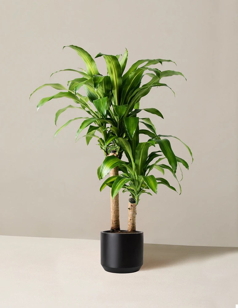 Large Dracaena 'Mass Cane'