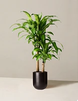 Large Dracaena 'Mass Cane'