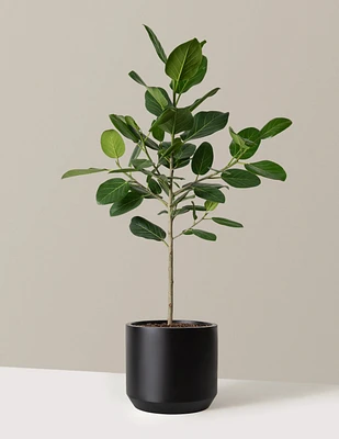 Ficus Audrey Tree