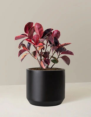 Ficus 'Ruby'