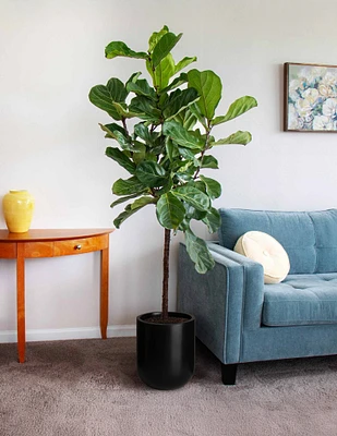 Fiddle Leaf Fig