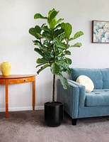 Fiddle Leaf Fig