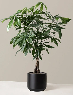 Money Tree Plant