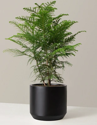 Norfolk Island Pine