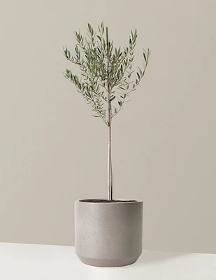 Olive Tree