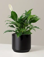 Large Peace Lily