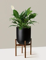 Large Peace Lily