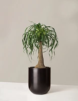 Large Ponytail Palm