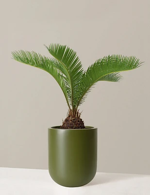 Large Sago Palm