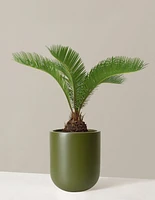 Large Sago Palm