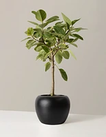 Large Ficus Altissima Tree