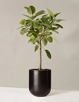 Large Ficus Altissima Tree