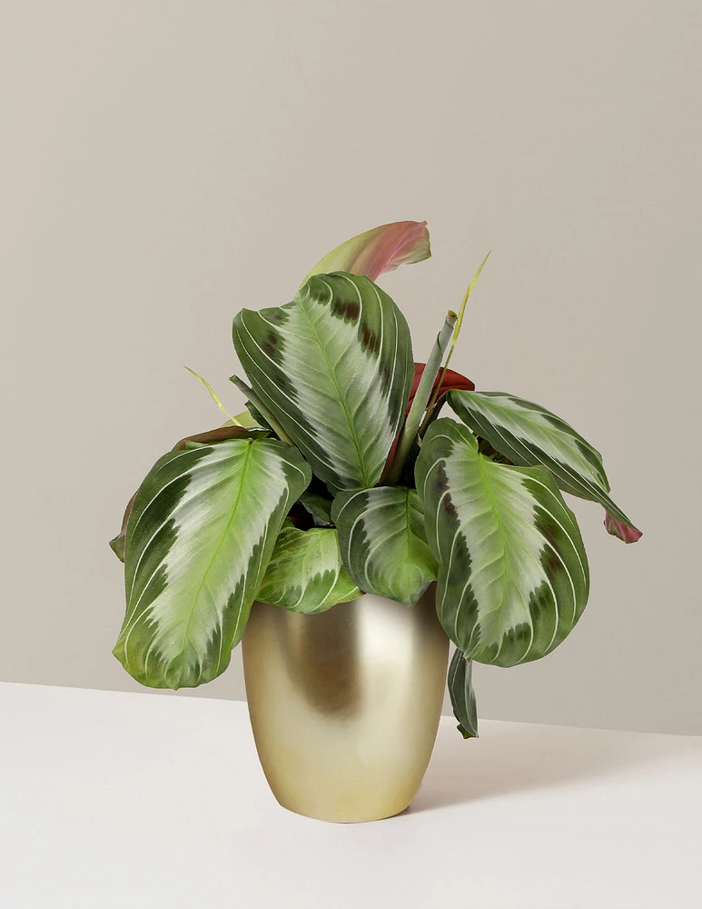 Maranta 'Silver'