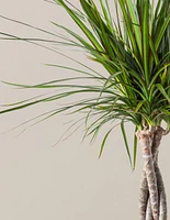 Dracaena Marginata Braided