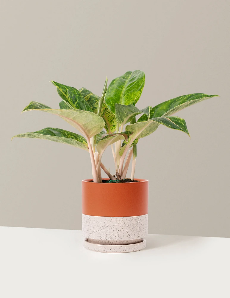 Aglaonema Green Papaya