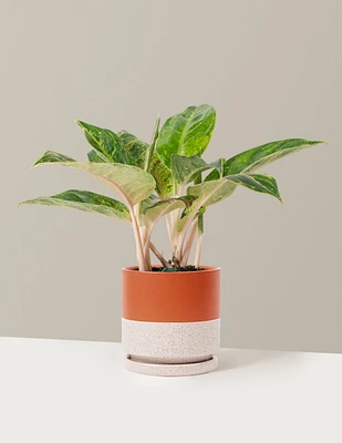 Aglaonema Green Papaya