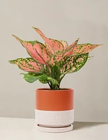 Aglaonema Wishes