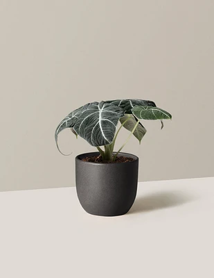 Alocasia 'Black Velvet'