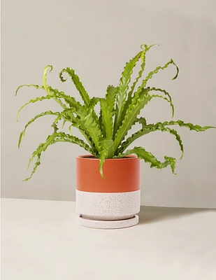 Bird’s Nest Fern