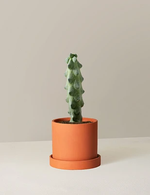 Myrtillocactus Geometrizans 'Boobie Cactus'