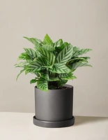 Calathea Freddie